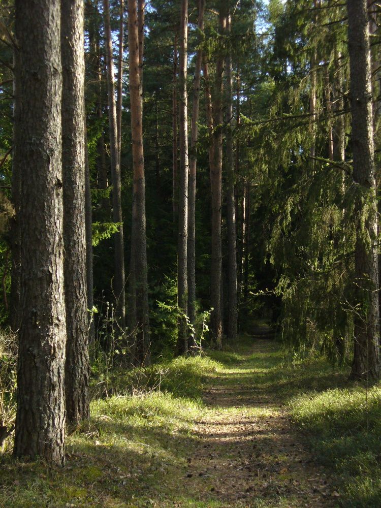 Фотография автора YURY RAMITSAN