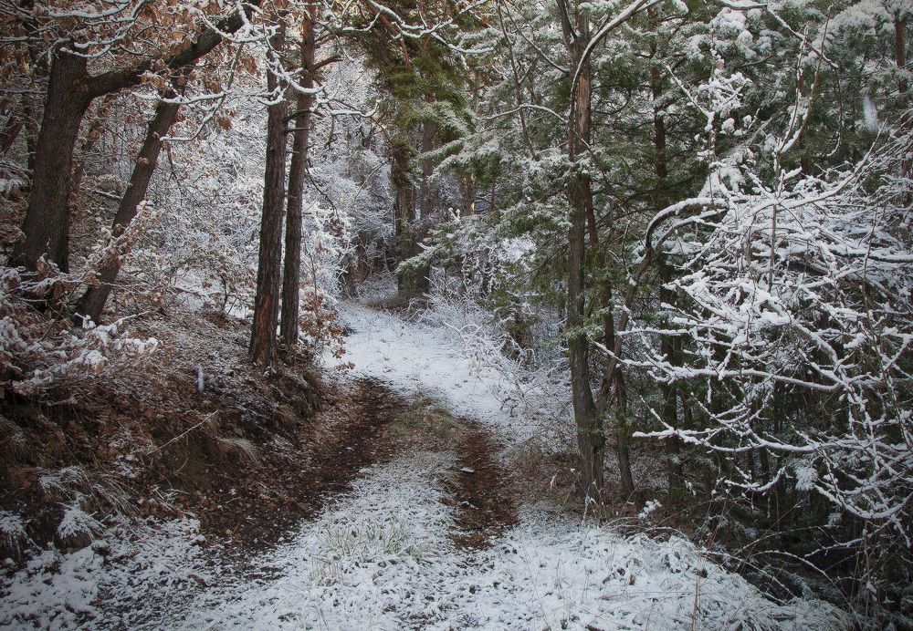 Photograph by Svetlana Rizzo