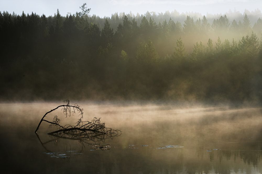 Летний рассвет на пруду.