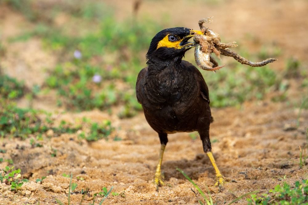 Photograph by Isuru Ranadheera