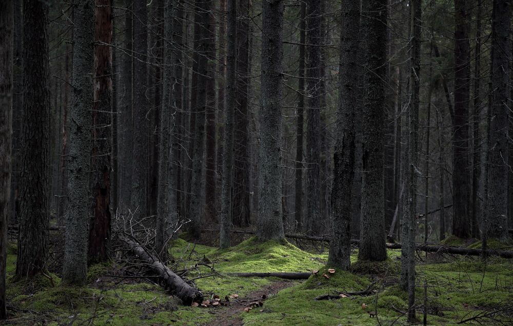 Photograph by АНДРЕЙ МИТЮРИН