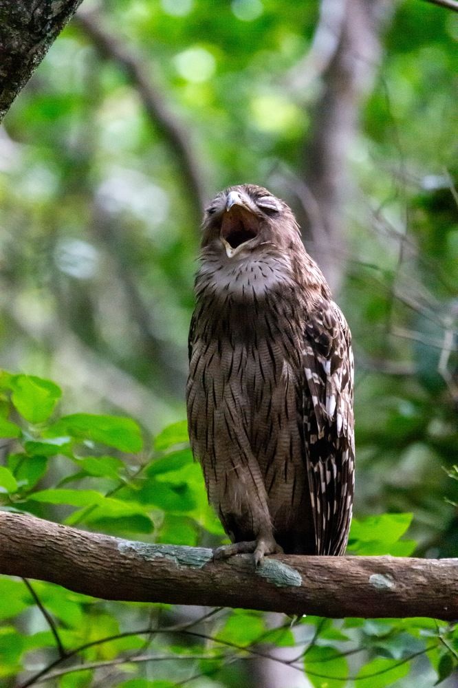 Photograph by Isuru Ranadheera