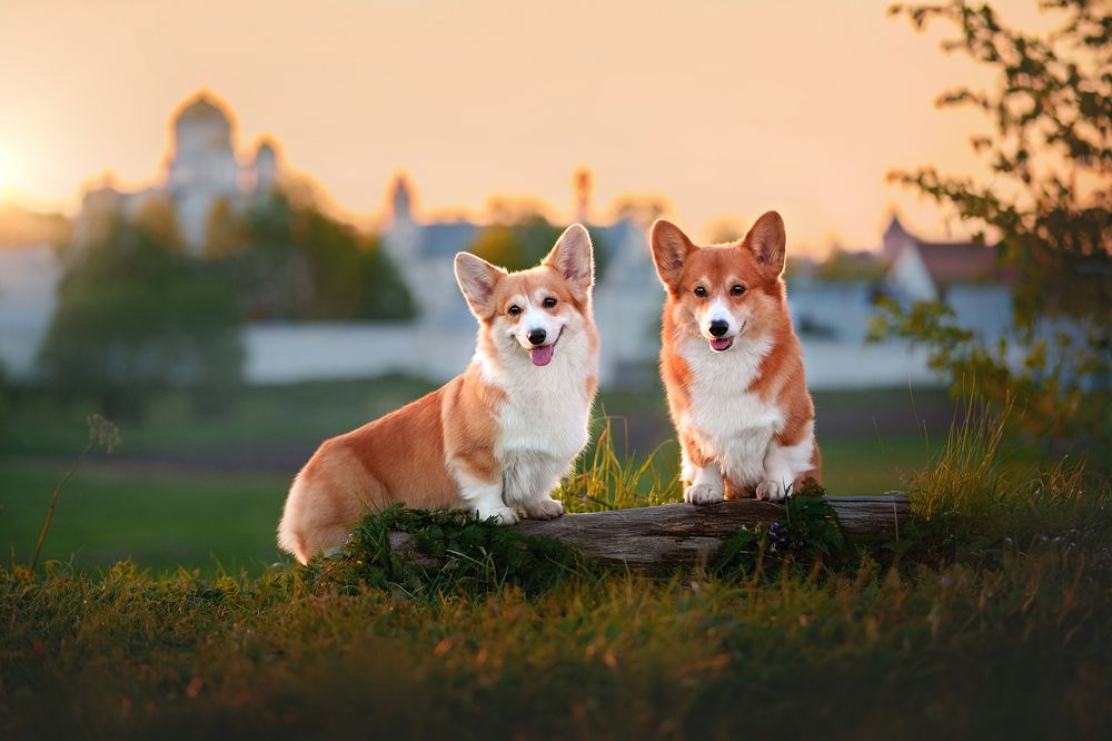 Фотография автора Оксана Серова