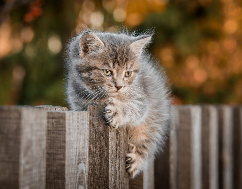 Фотография автора Игорь Васильев
