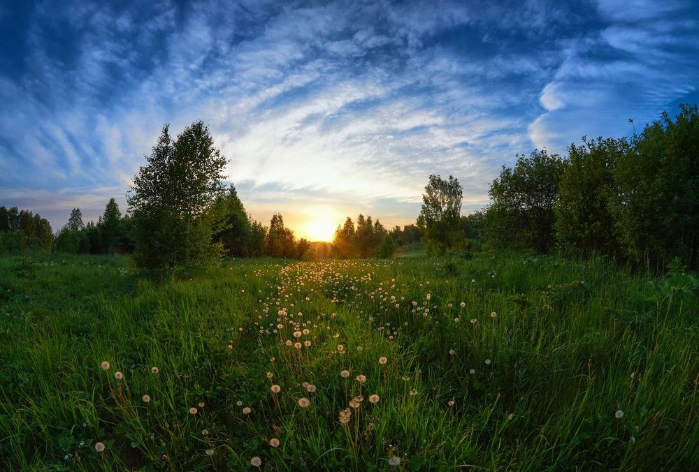 Одуванчиковый закат