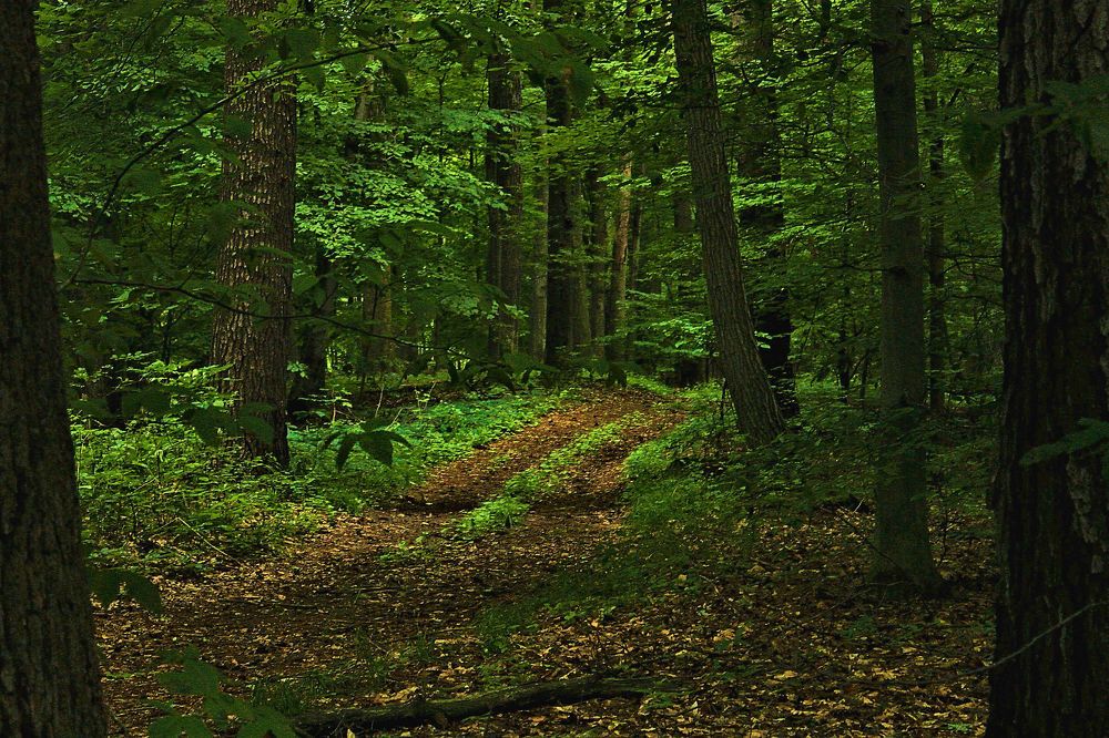 Photograph by A. G. Bisschop