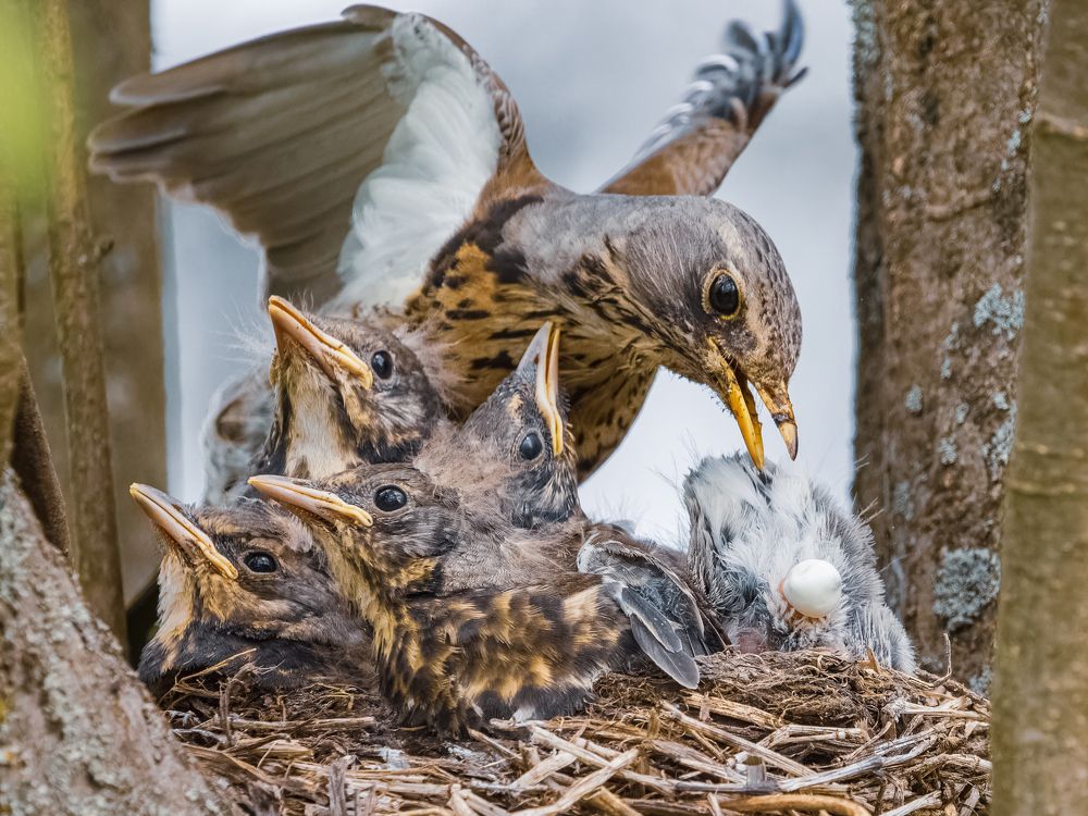 Фотография автора Петр Богомазов