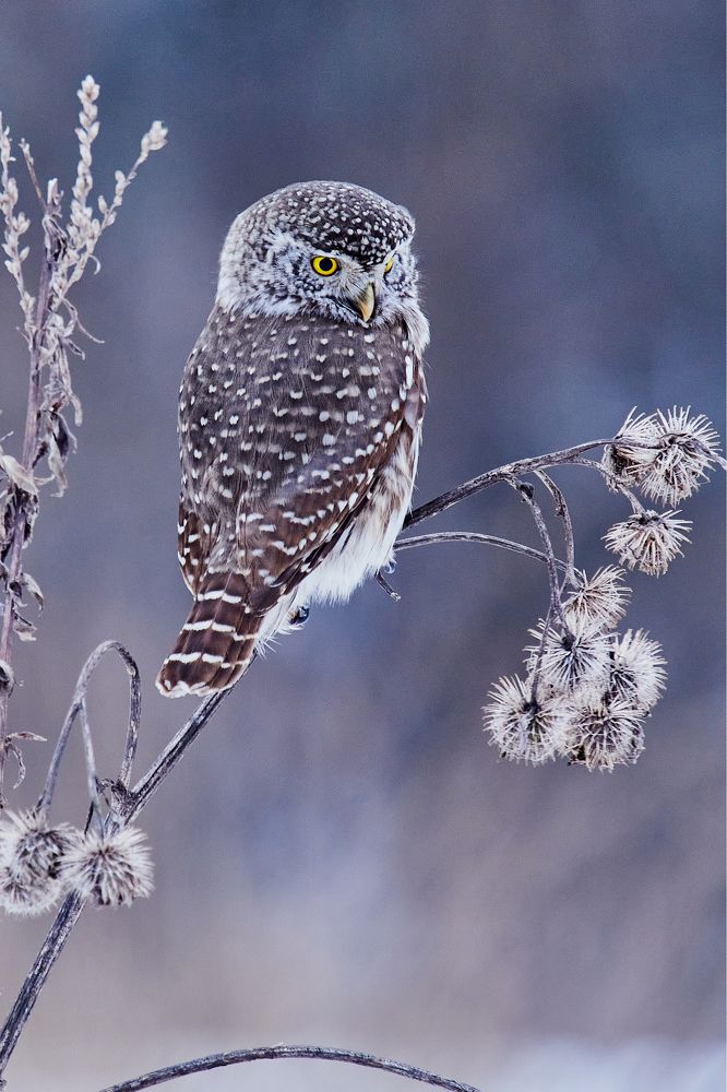 Фотография автора Петр Богомазов
