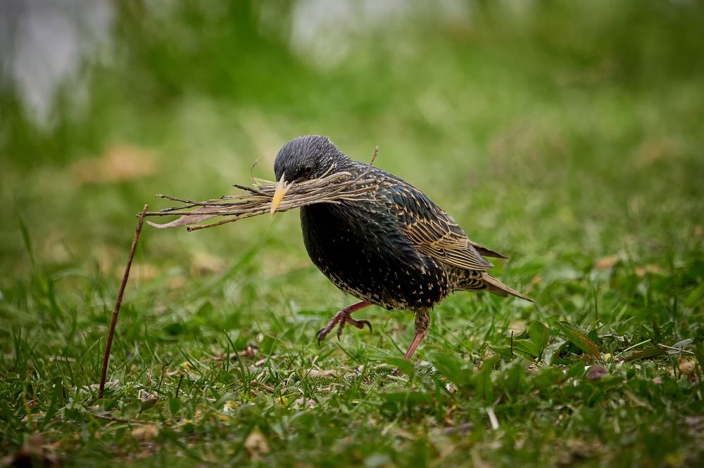 Фотография автора Петр Богомазов