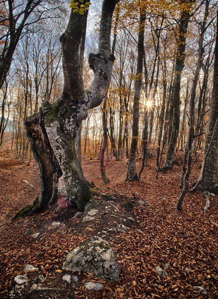 Фотография автора Петр Богомазов
