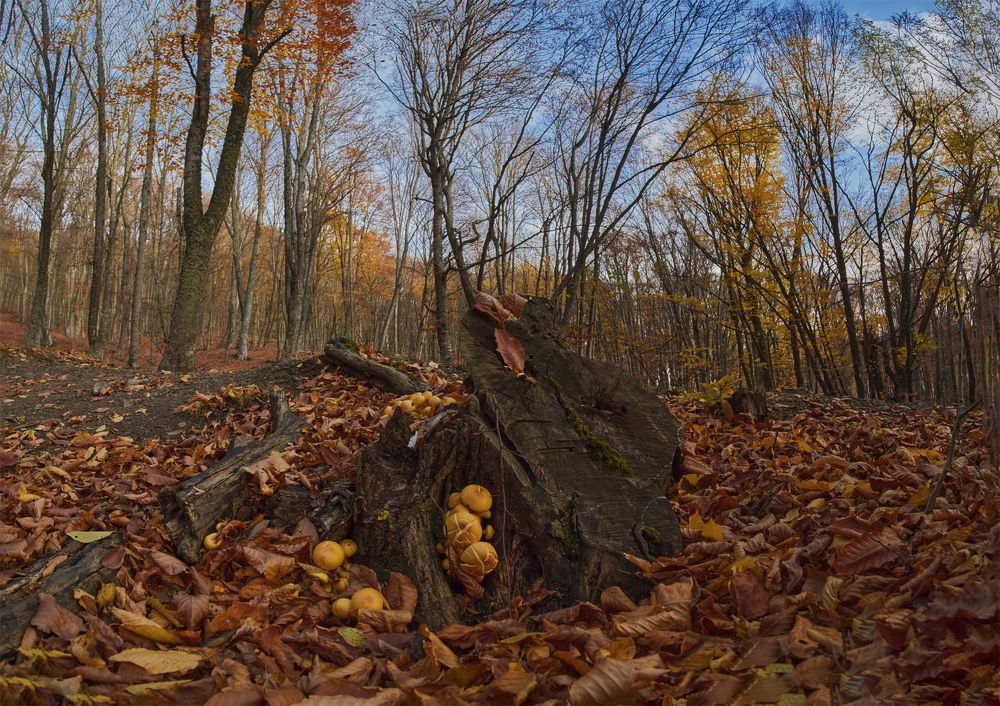 Фотография автора Петр Богомазов