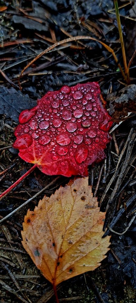 Photograph by Галина Перепечаева
