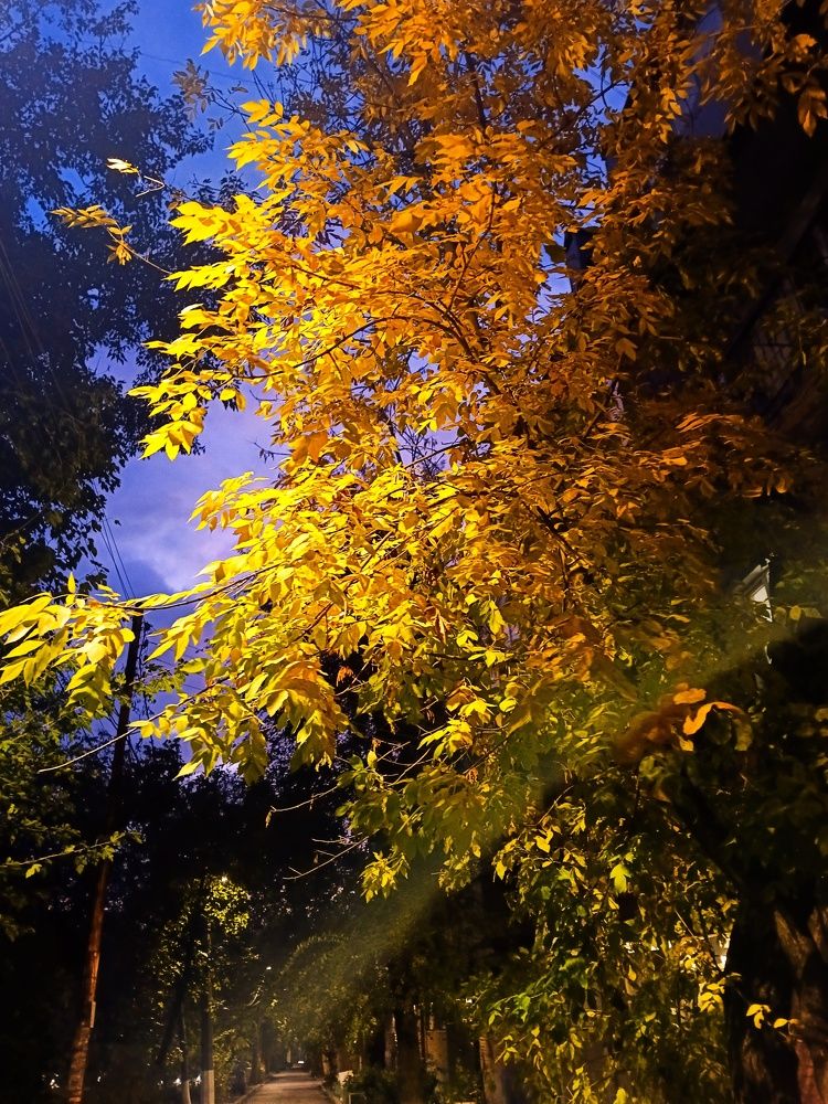 Осенняя пора