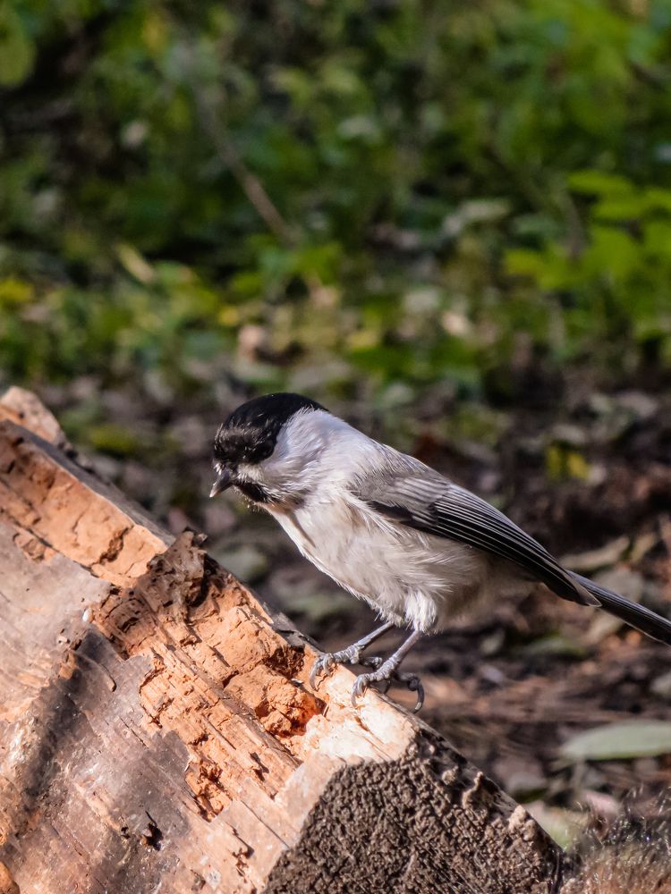 Photograph by Дарья Овсянникова