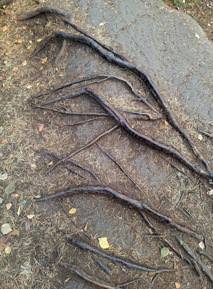 Photograph by Natalia Lebedeva