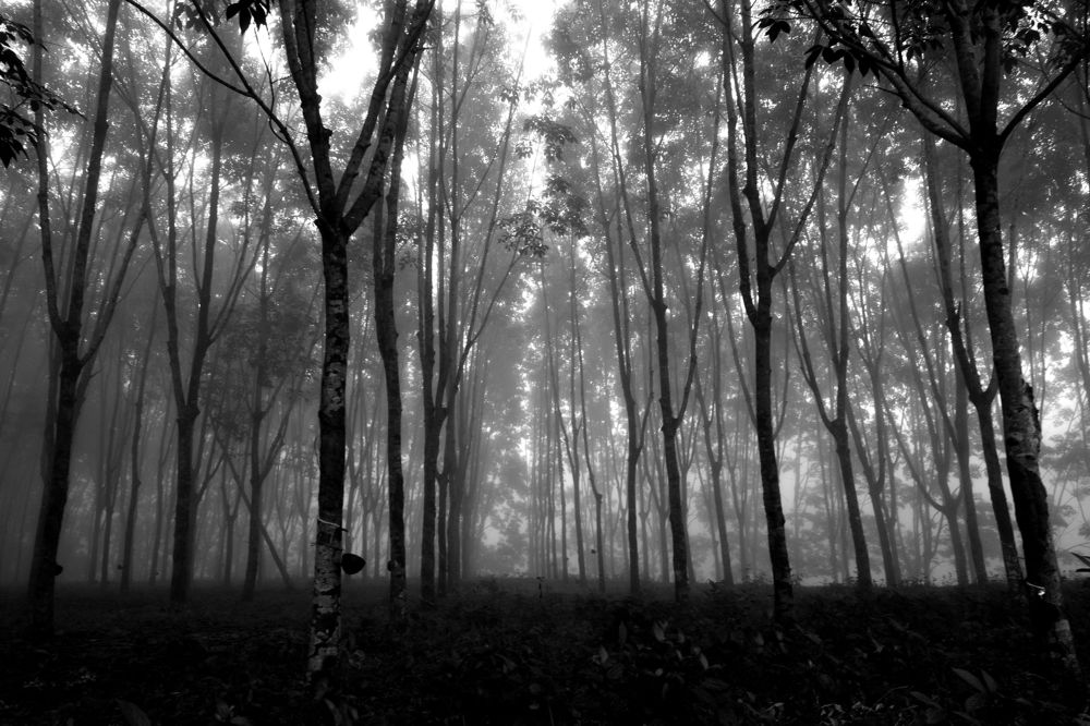 Photograph by SRIMANTA RAY