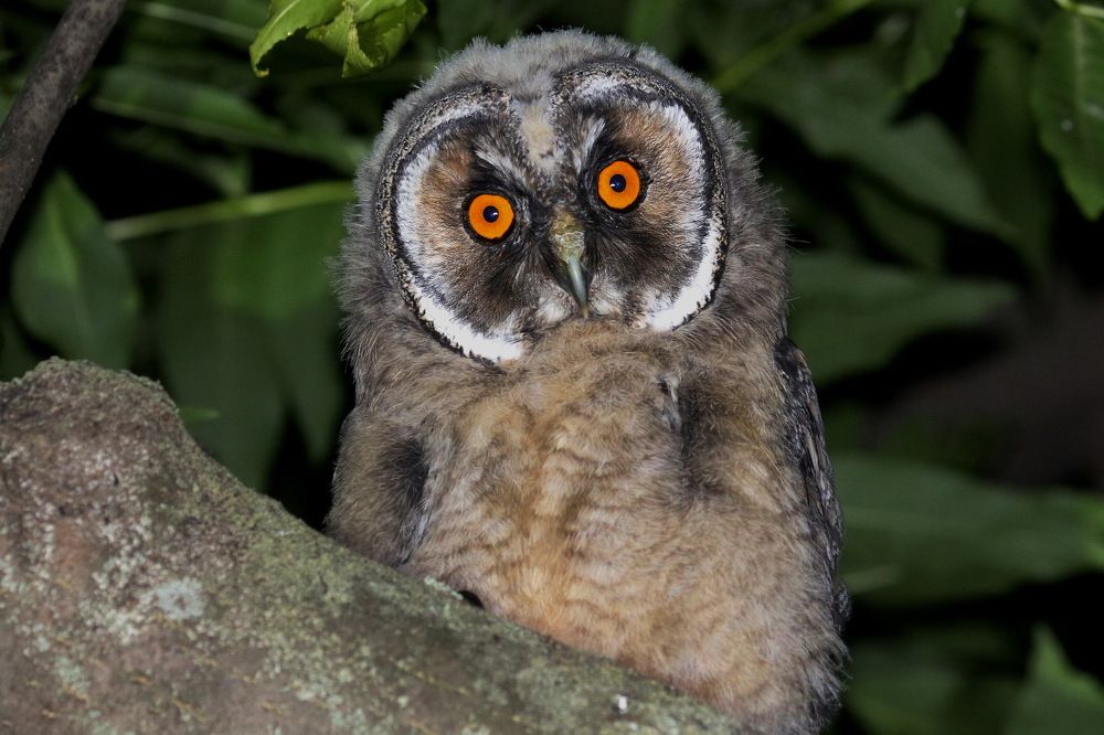 Ребенок ушастой совы
