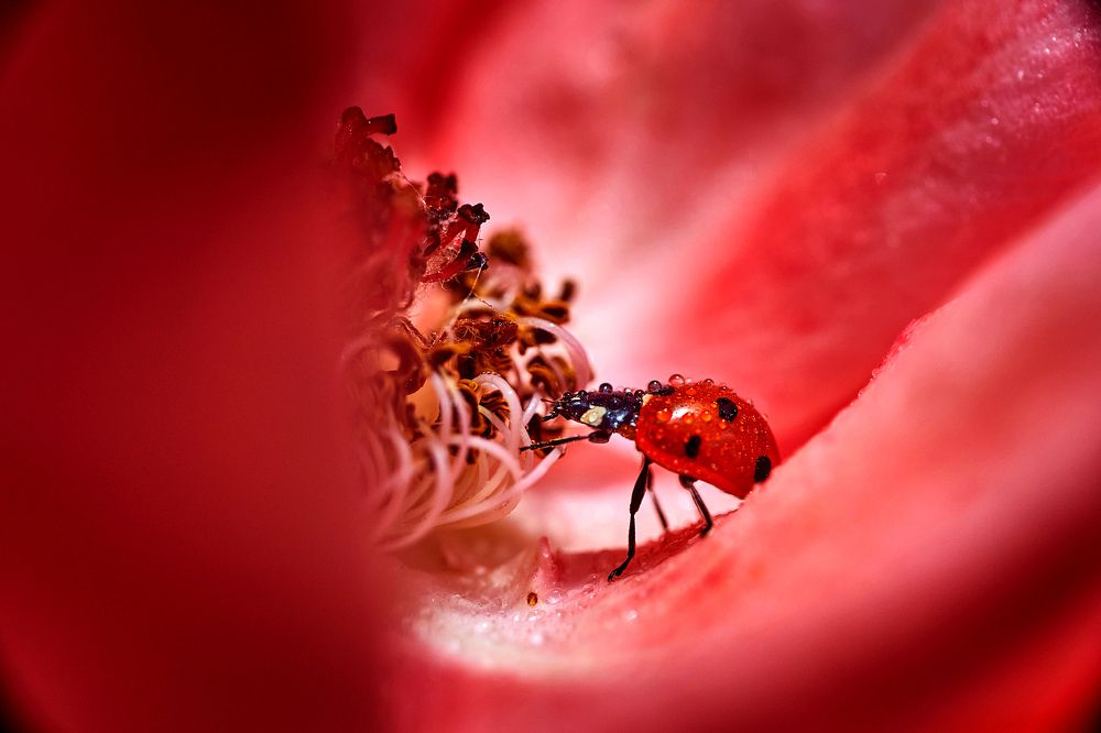 Photograph by David Solodar