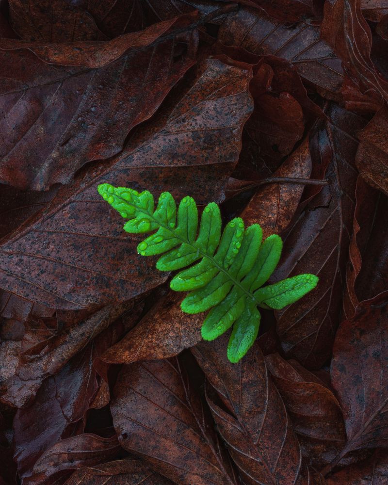 Little Fern - Autumn Leaves