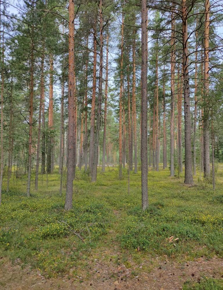 Фотография автора Светлана Смирнова