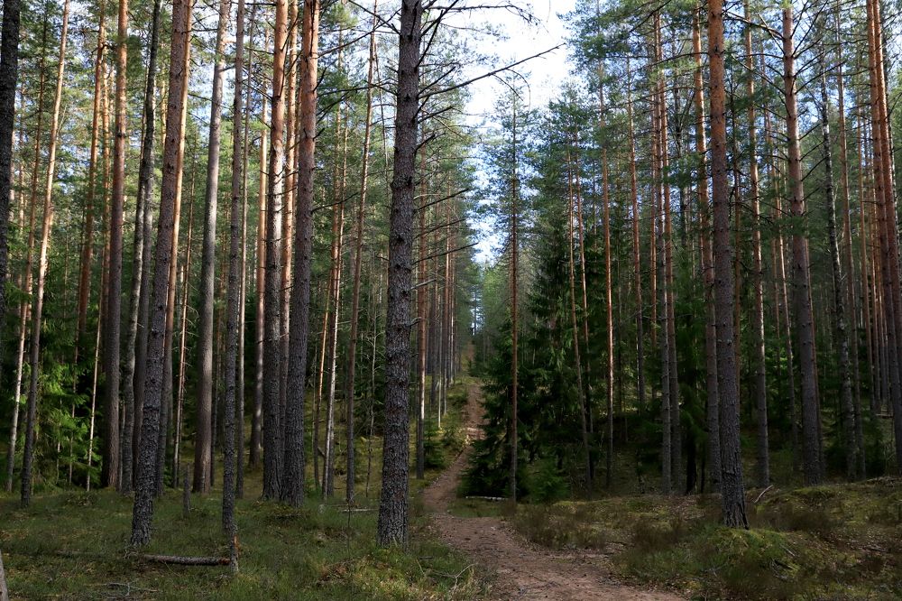 Photograph by елена