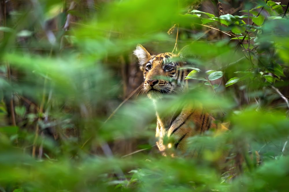 Photograph by Gireesh gopi