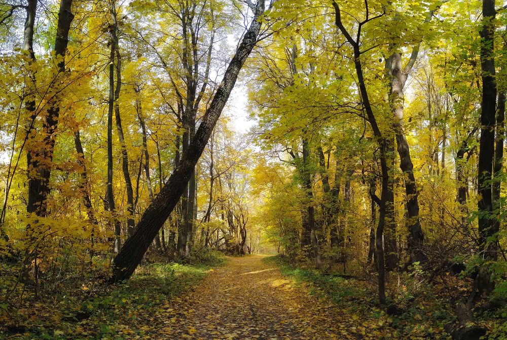 Photograph by Кондрашова Светлана