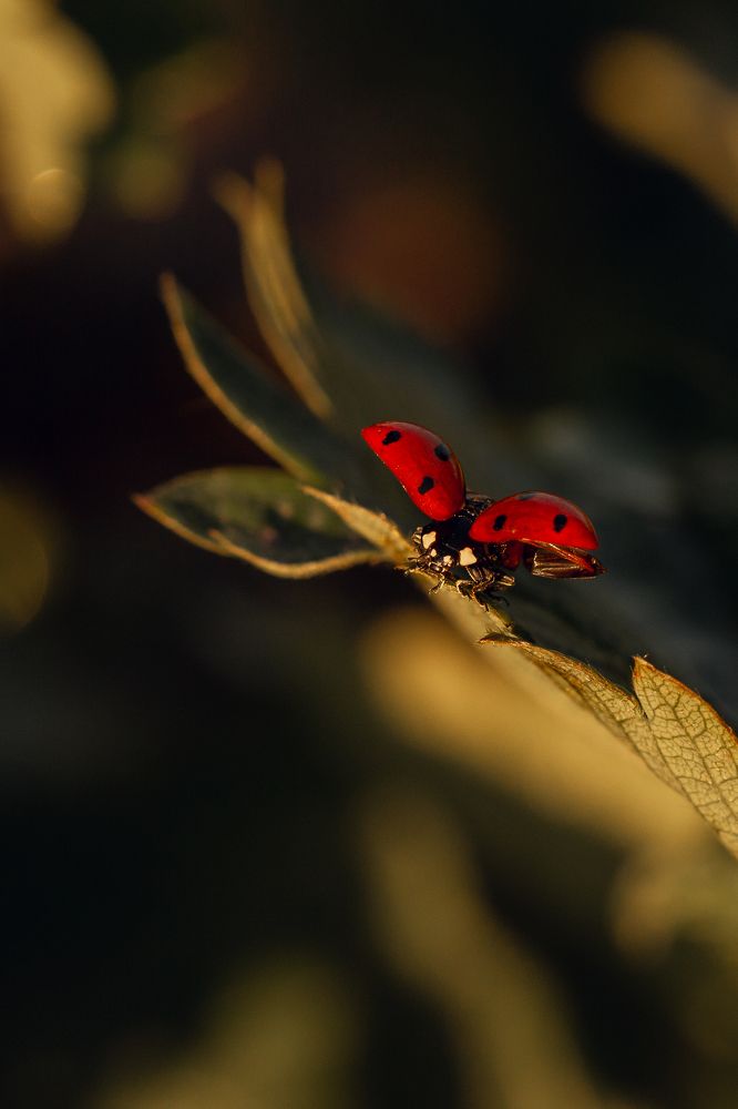 К взлёту готов!