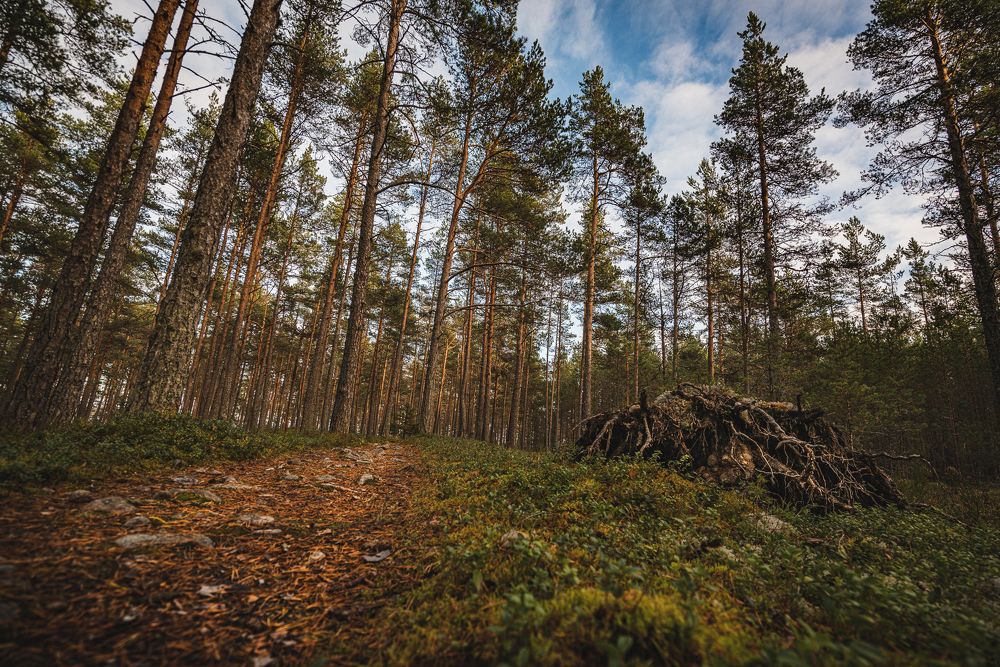 Photograph by Roman Vislobokov