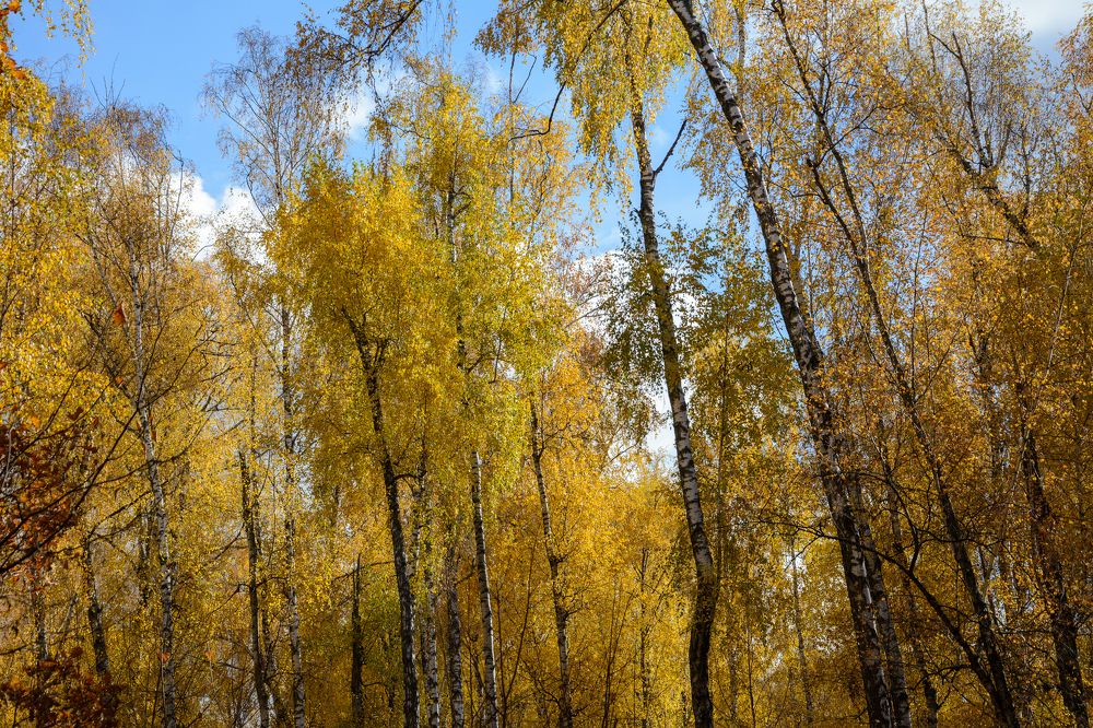 Photograph by Александр Поцелуев