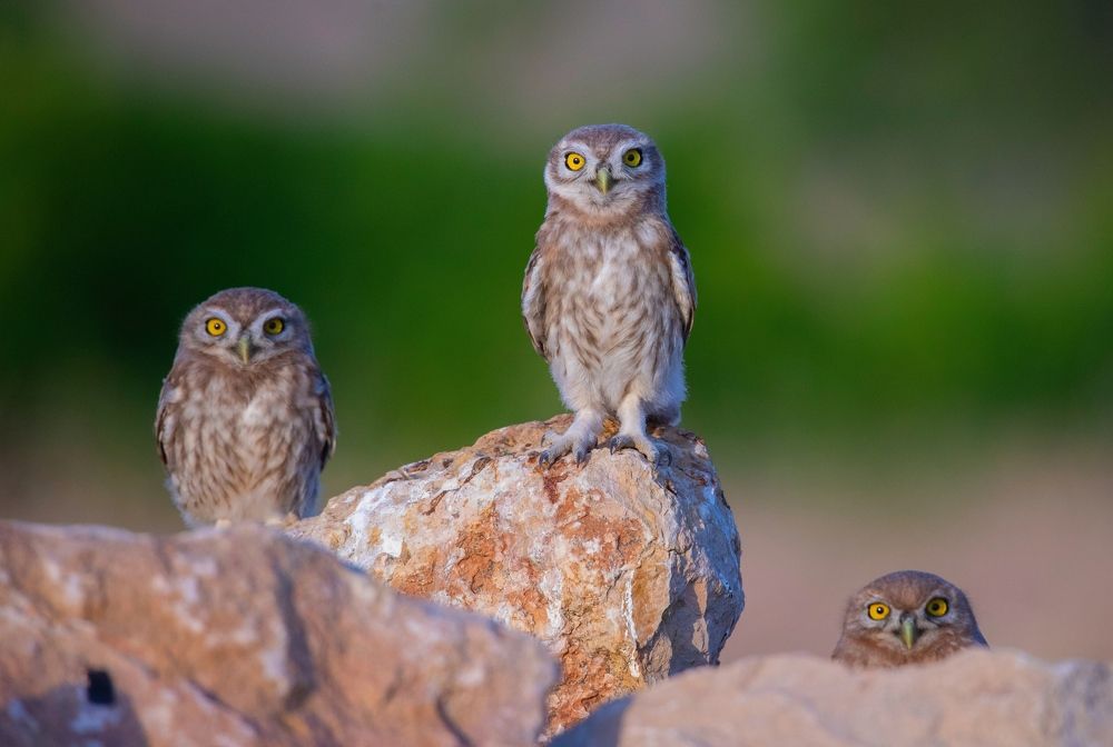 Фотография автора Hamidreza Saedi