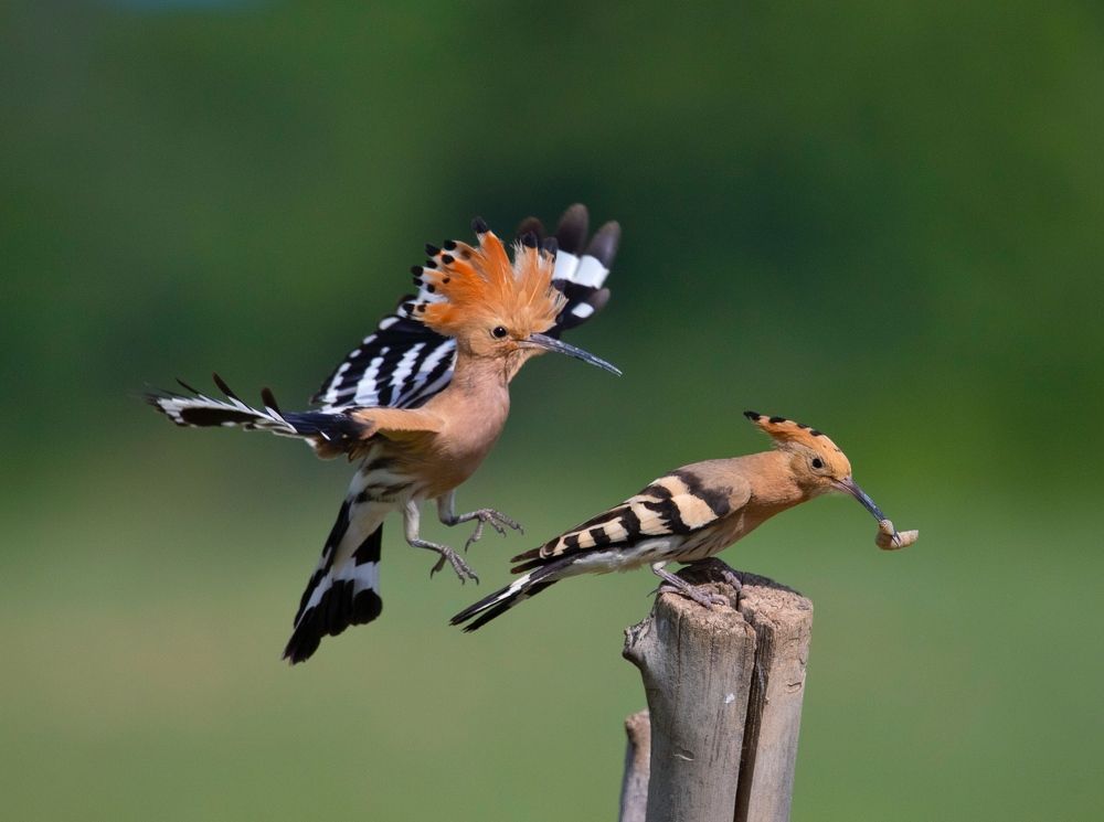 Фотография автора Hamidreza Saedi