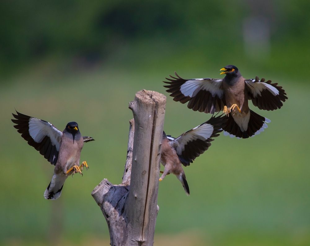 Фотография автора Hamidreza Saedi