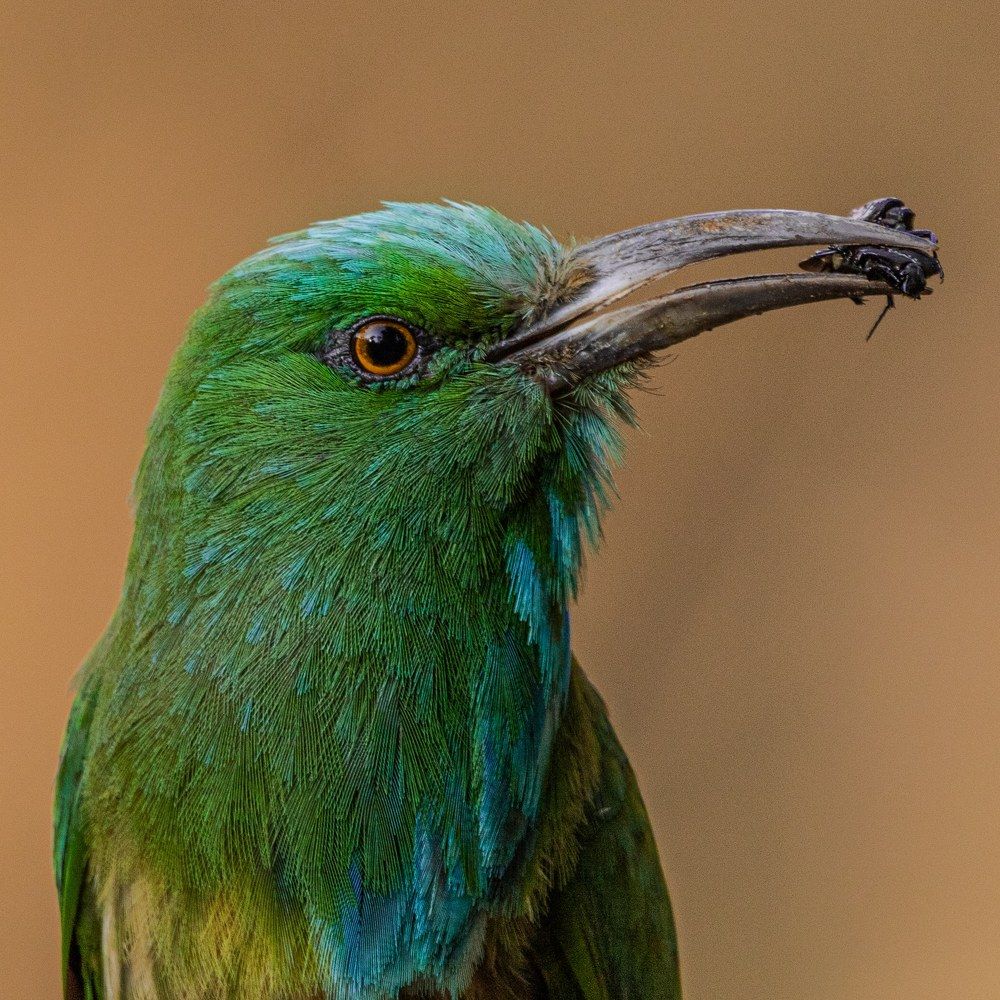 Photograph by Amrutesh Gopal