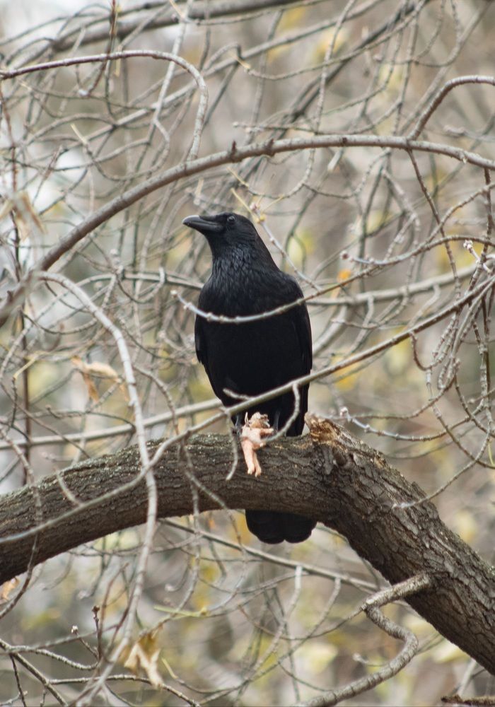 Фотография автора Егор Пешков