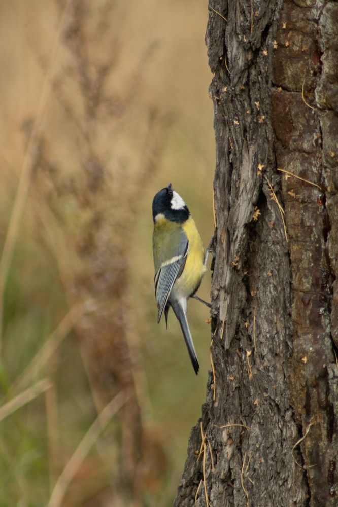 Фотография автора Егор Пешков