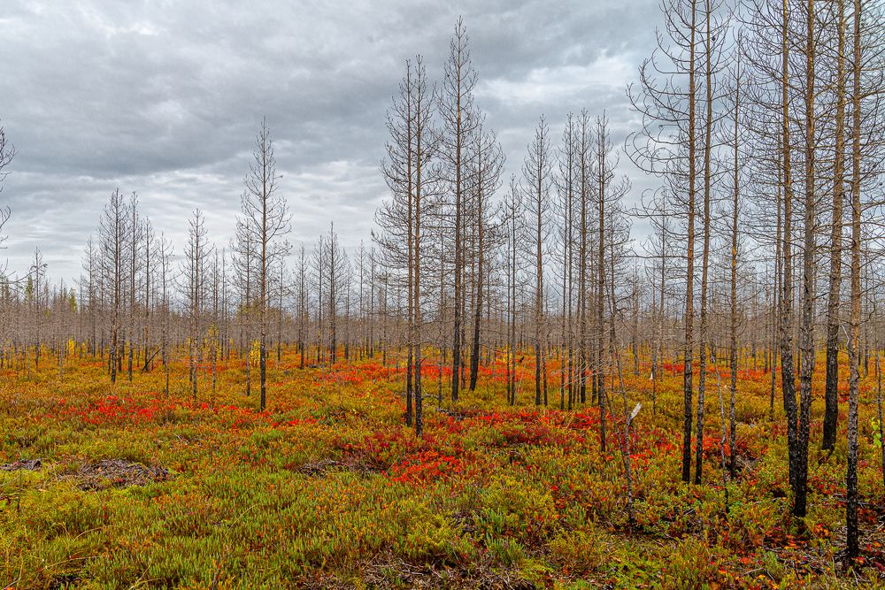 Photograph by Лактионов Анатолий