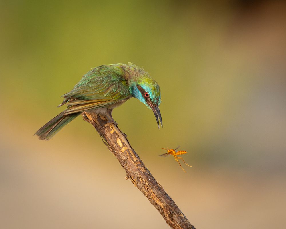 Фотография автора Afsal Koroth