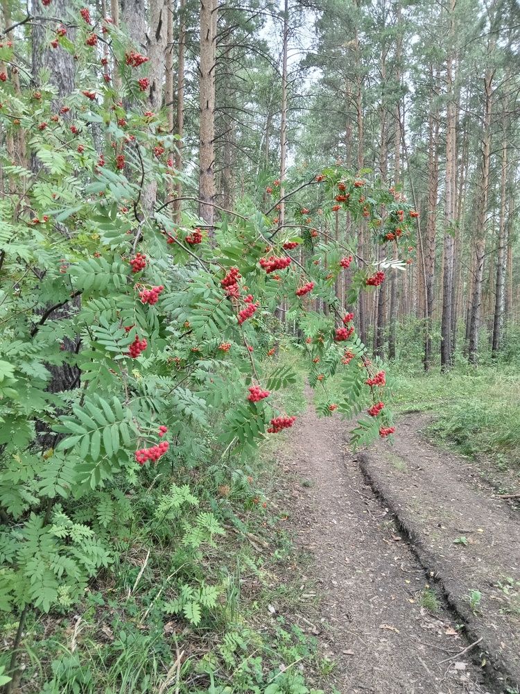 Photograph by Наталья Сырых