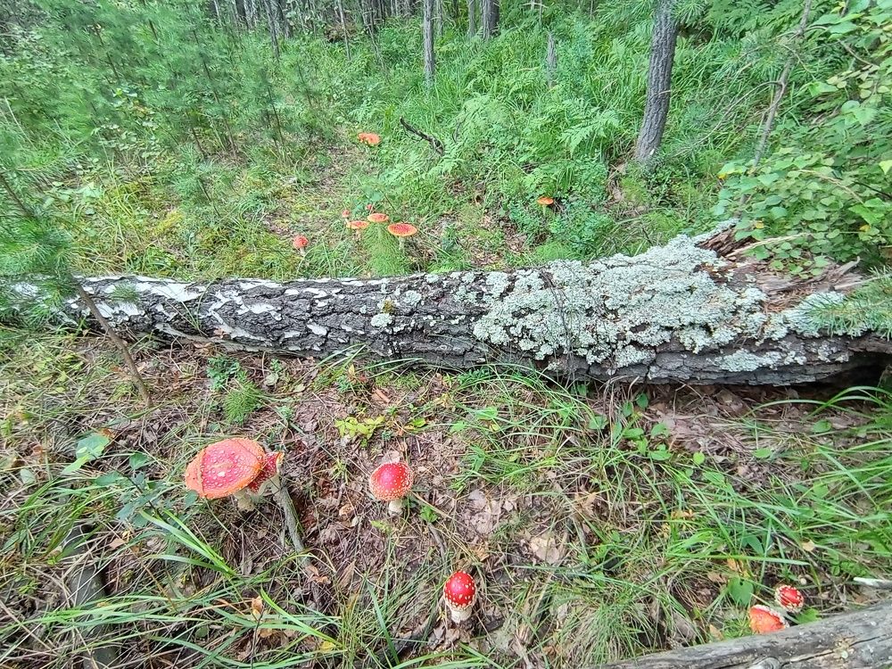 Photograph by Наталья Сырых