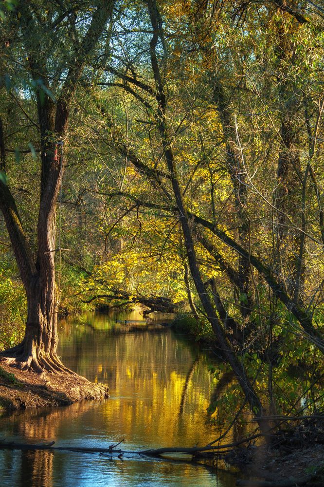 Лесной ручей