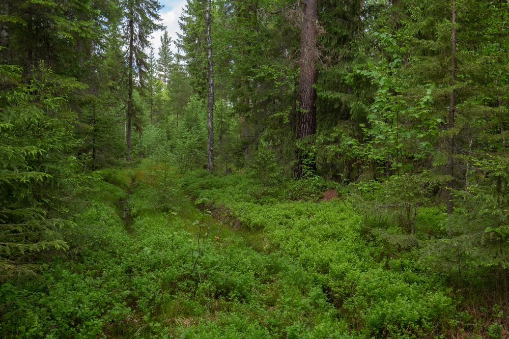 Photograph by Елена Хорохорина