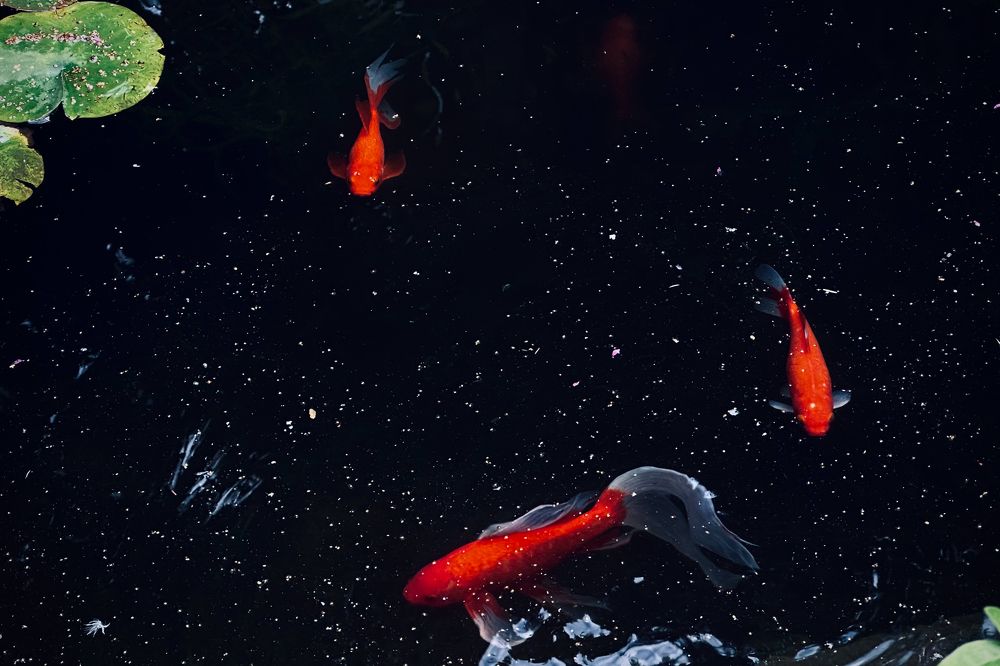 Photograph by Полина Самойлова