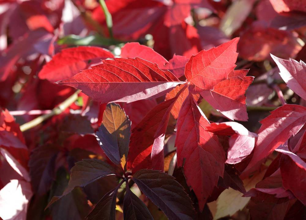 Photograph by Олег С