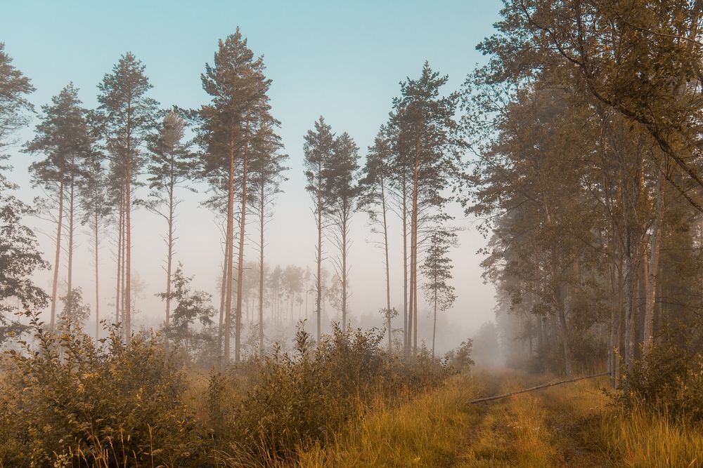 Photograph by Alla Matrosova