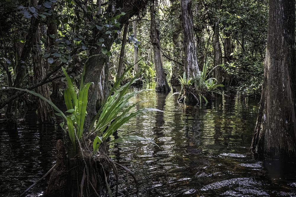 Фотография автора Ray Asiala