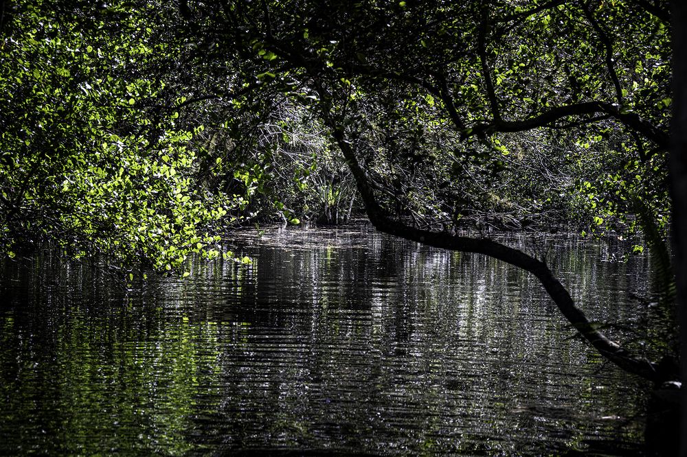 Фотография автора Ray Asiala