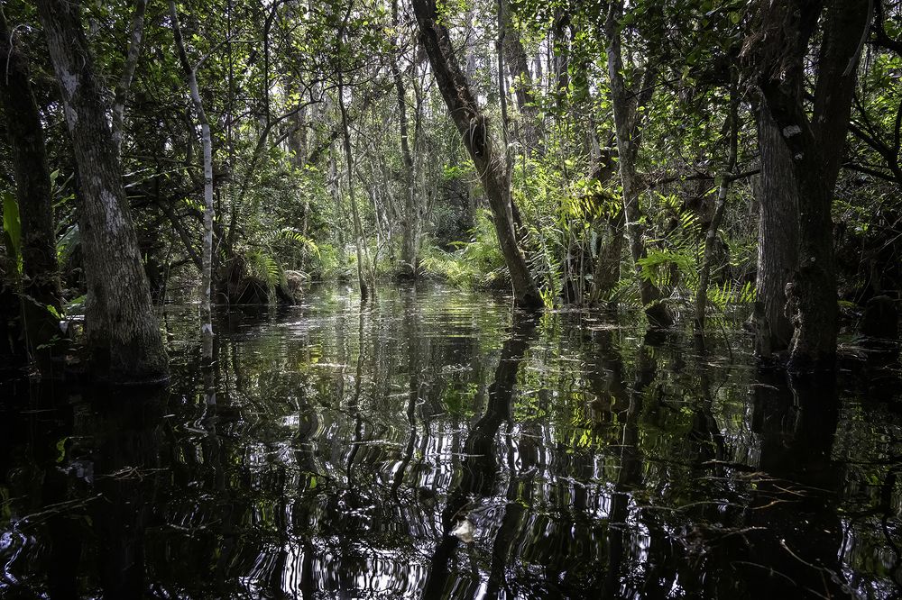 Фотография автора Ray Asiala