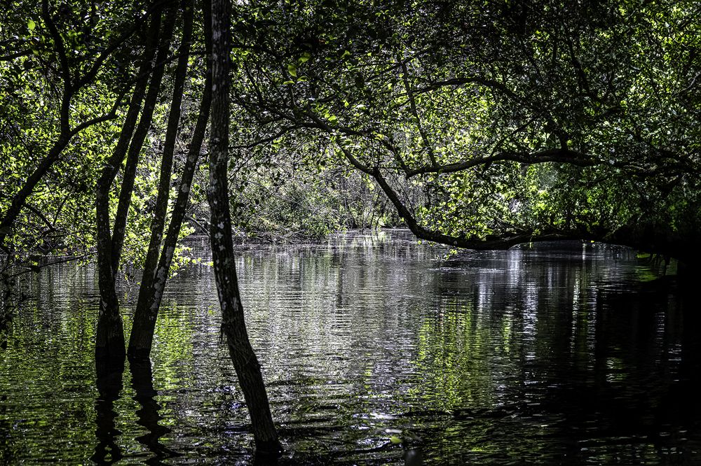 Фотография автора Ray Asiala