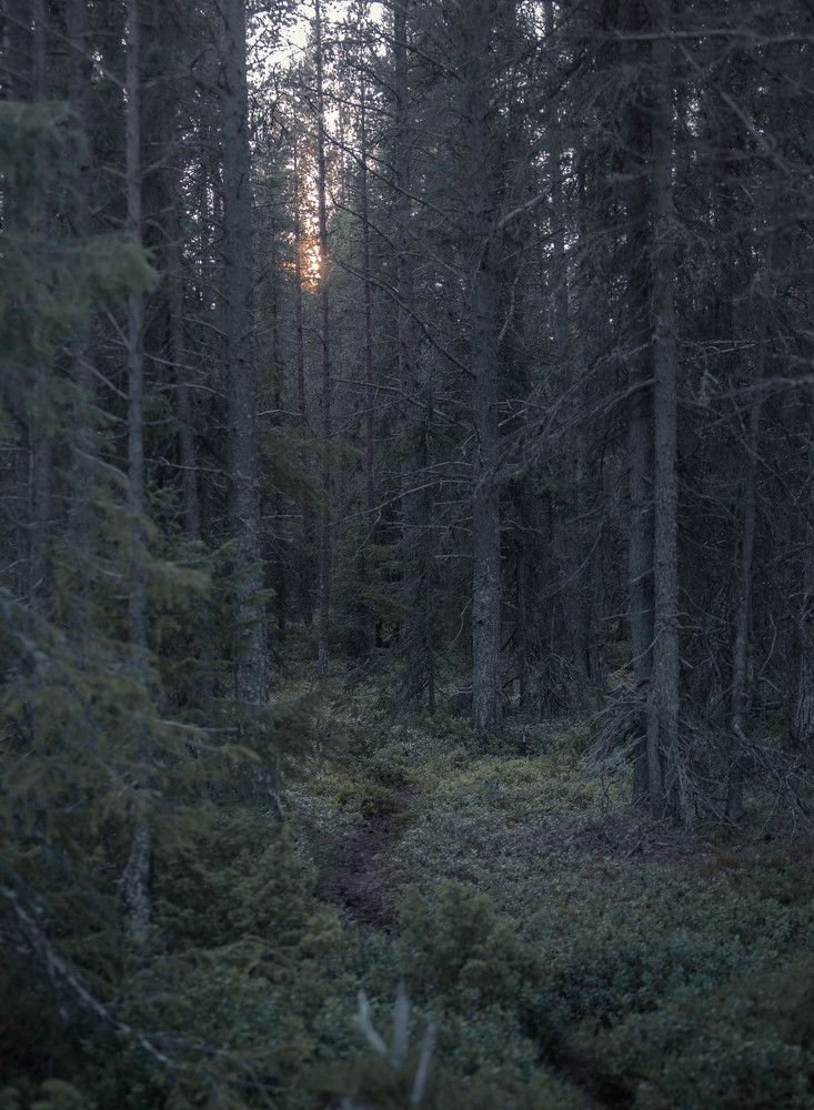 Photograph by Торопов Александр